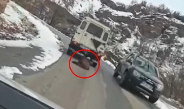Ölü domuzun cip arkasında sürüklenmesine soruşturma