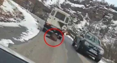 Ölü domuzun cip arkasında sürüklenmesine soruşturma