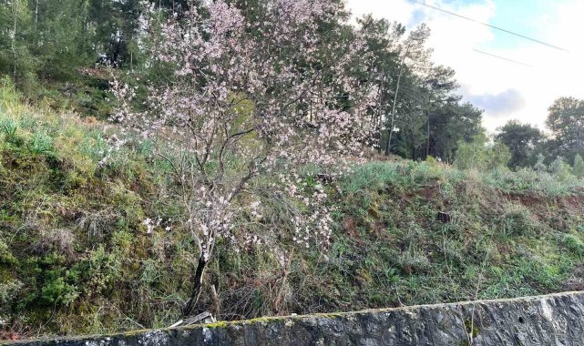 Ortacada badem ağaçları çiçek açtı