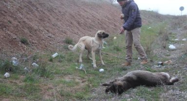 Otomobilin çarptığı erkek köpek öldü, dişi köpek 1 hafta başında bekledi