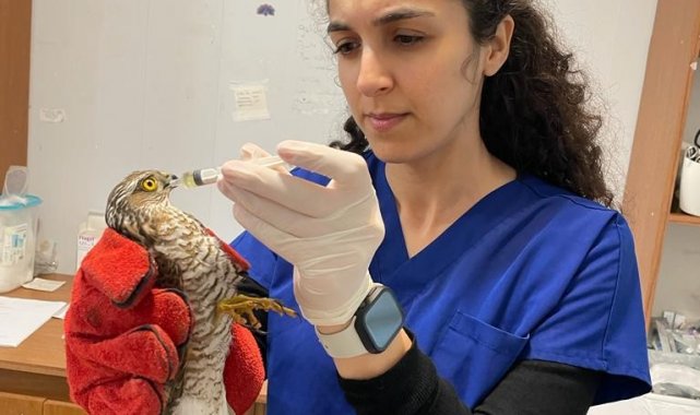 Şahin yavrusunu kurtarmak için seferber oldu