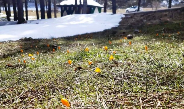 Simav Gölcük Yaylasında kar ve çiğdemler yan yana