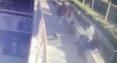 Şişli'de çalınan köpeği sahibine satmak isterken yakalandılar
