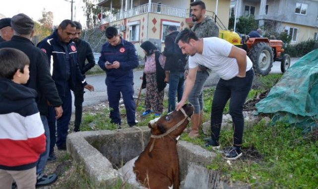 Sulama kanalına düşen inek, iş makinesiyle kurtarıldı; sahibi ağladı