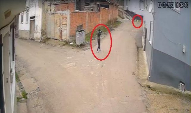 Tavuklarını öldürdüğü gerekçesiyle sokak köpeklerini vuran şüpheli, bu kez tutuklandı