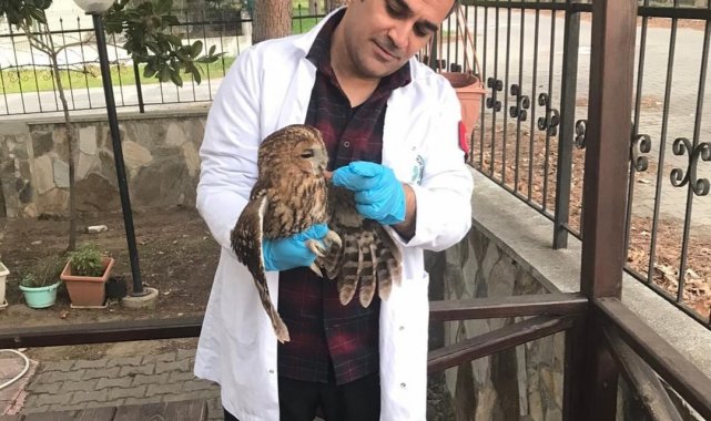 Tedavisi tamamlanan baykuş Kazdağları'nda salıverildi