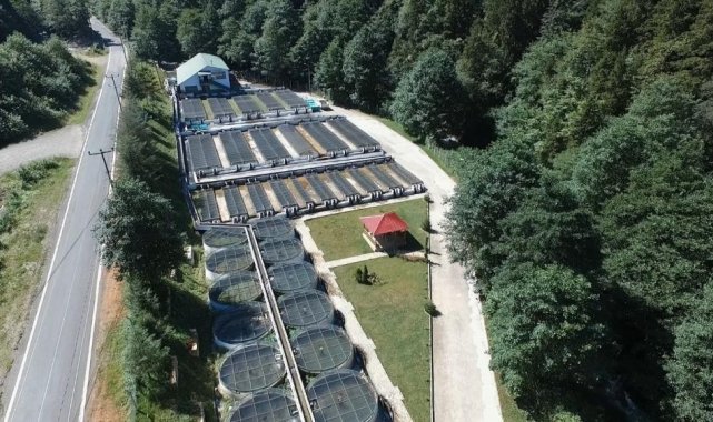 Trabzon'da 2022 yılında 2 milyon 100 bin adet yavru doğal alabalık üretimi yapıldı