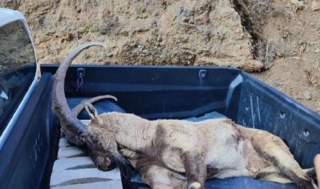 Tunceli'de avlanma cezası 250 bin TL olan yaban keçisi vuruldu; şüpheliler aranıyor