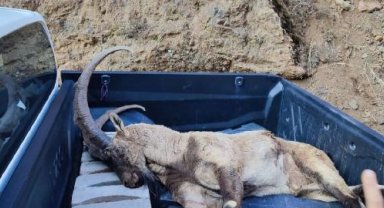 Tunceli'de avlanma cezası 250 bin TL olan yaban keçisi vuruldu; şüpheliler aranıyor