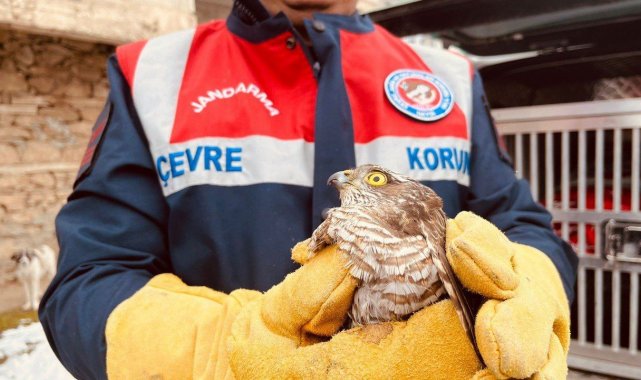 Yaralı atmaca tedavi altına alındı