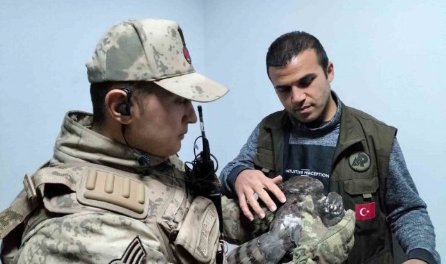 Yaralı atmacaya jandarmadan şefkat eli