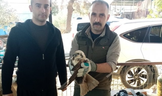 Yaralı bulunan saz delicesi kuşu, tedavi altına alındı