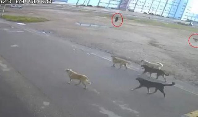 Yaşlı kadına 10 sokak köpeğinin saldırdığı anlar kamerada
