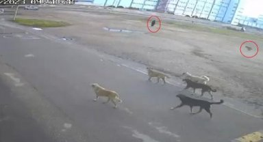 Yaşlı kadına 10 sokak köpeğinin saldırdığı anlar kamerada