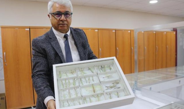 30 bin böceğin sergilendiği müzede 1200 tür teşhis edildi