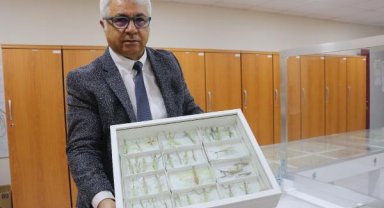 30 bin böceğin sergilendiği müzede 1200 tür teşhis edildi