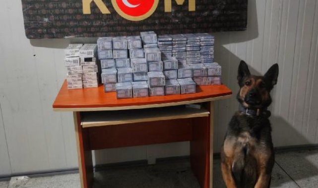 'Liza' kokladı, kaçakçılar yakalandı