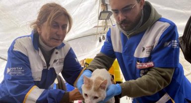 Ağır hasarlı binada mahsur kalan kedi, 13 gün sonra kurtarıldı