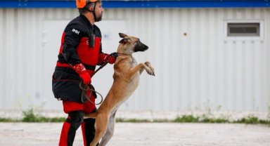 Arama kurtarma köpekleri Bozo, Angel ve Patron 50 kişiyi kurtardı