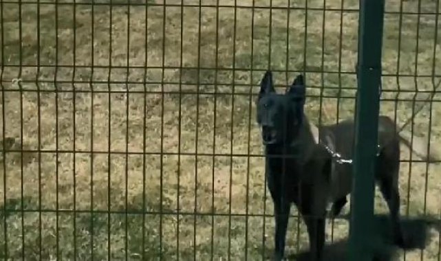 Arama kurtarma köpekleri nasıl eğitiliyor
