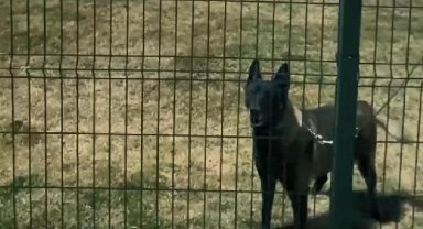 Arama kurtarma köpekleri nasıl eğitiliyor