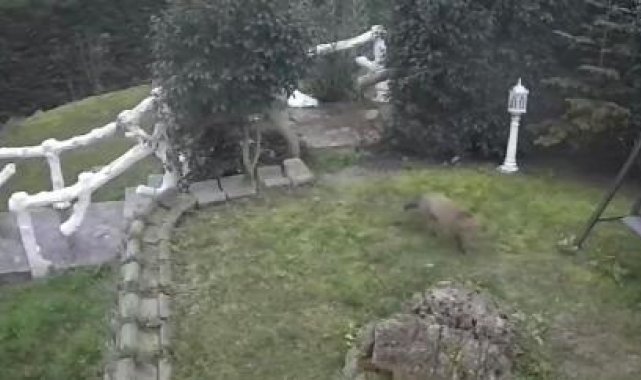 Başakşehir'de villa bahçesinde tilki paniği