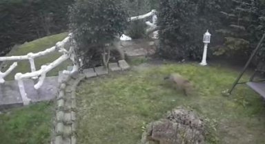 Başakşehir'de villa bahçesinde tilki paniği
