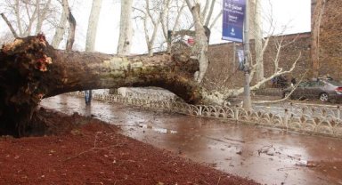 Beşiktaş'ta asırlık çınar ağacı devrildi; Dolmabahçe caddesi trafiğe kapandı