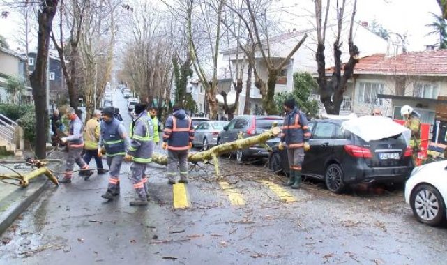 Beşiktaş'ta çınar ağacı park halindeki otomobilin üzerine devrildi