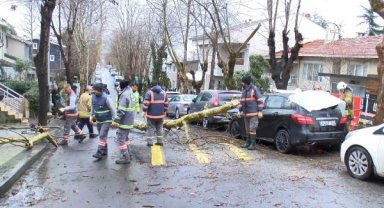 Beşiktaş'ta çınar ağacı park halindeki otomobilin üzerine devrildi