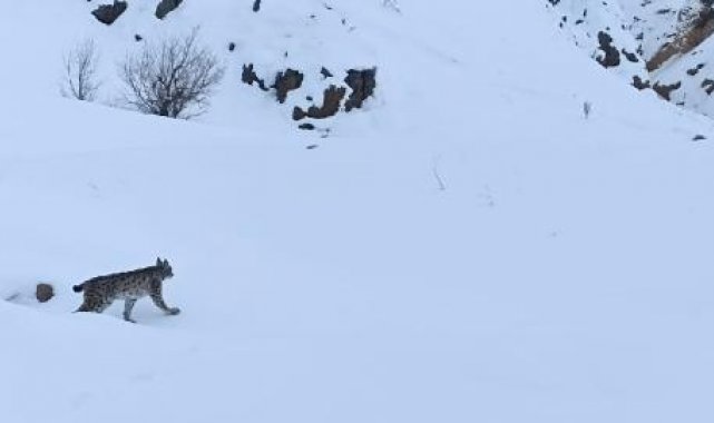 Bingöl'de vaşak görüntülendi