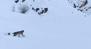 Bingöl'de vaşak görüntülendi