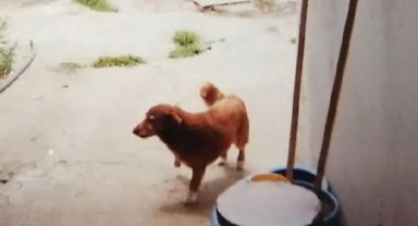 Bobi, gelmiş geçmiş en yaşlı köpek olarak Guinness Dünya Rekorunu kırdı