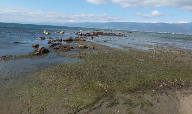 Burhaniye'de deniz çekildi, 2 bin 500 yıllık limanın kalıntıları göründü