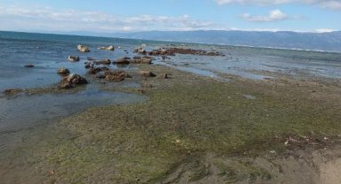 Burhaniye'de deniz çekildi, 2 bin 500 yıllık limanın kalıntıları göründü
