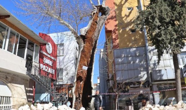 Cami bahçesindeki 400 yıllık çınar ağacı, depremde ayakta kaldı
