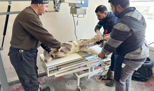 Çıldırlı veteriner hekimden ilçeye röntgen cihazı