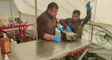 Deprem bölgesinde 300'den fazla hayvan tedavi edildi