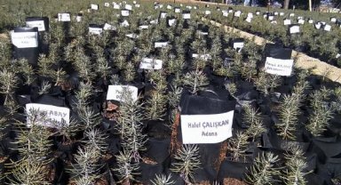 Depremde hayatını kaybedenlerin isimleri fidanlarda