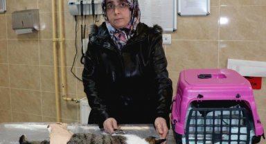 Depremde üzerine dolap devrilen kedi, ameliyat edildi