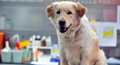 Depremde yaralı kurtarılan köpek Bursa'da tedaviye alındı, adı 'Mucize' çıktı