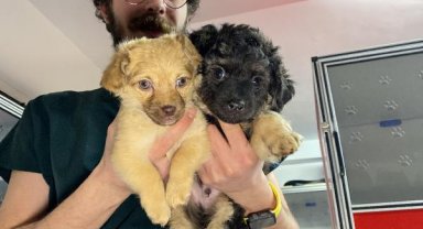 Depremden etkilenen kedi ve köpekler Kocaeli'de ücretsiz tedavi ediliyor