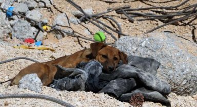 Depremden korkanlar kenti terk etti, sokak hayvanları yiyecek bulamıyor
