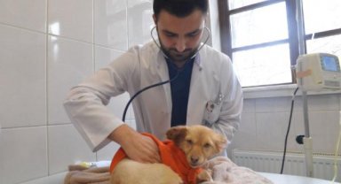Depremden kurtarılan hayvanlara rehabilitasyon
