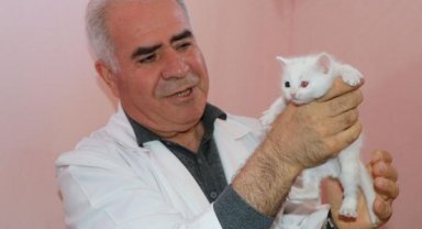 Depremzede Van kedileri, Van Kedi Villası'nda