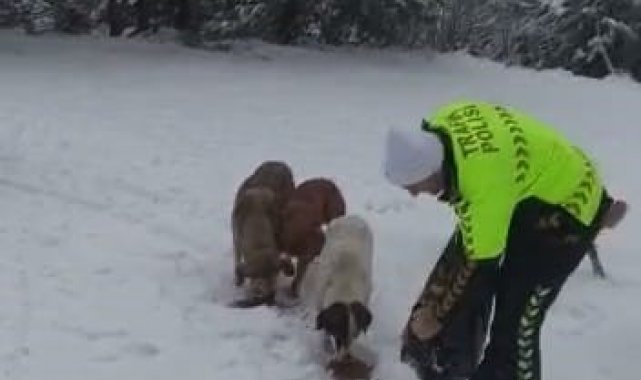 Devriye gezen trafik ekiplerinden kar altında yiyecek arayan köpeklere mama desteği