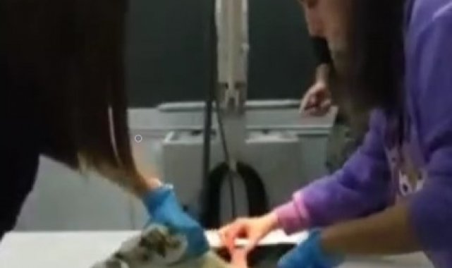 Didim'de depremden kurtulan hayvanlar için dayanışma örneği sergilendi