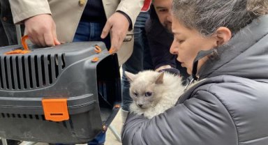 Diyarbakır'da yıkımı durdurulan Galeria Sitesi'ndeki kedilerden biri daha kurtarıldı
