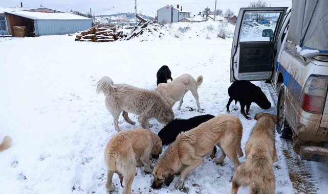 Emet Belediyesi'nden sokak hayvanlarına yem ve mama desteği