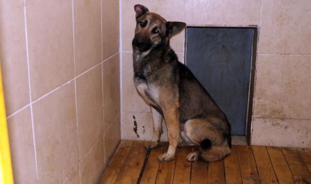 Emir Mete'nin ölümüne neden olan köpek bir daha sahiplendirilmeyecek